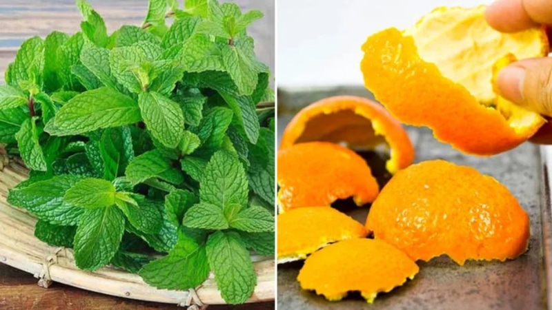 cách đuổi gián trong nhà tắm