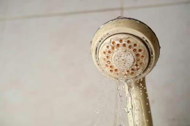 Những vấn đề thường gặp ở sen cây
